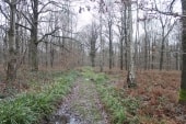 Bois de Nerval